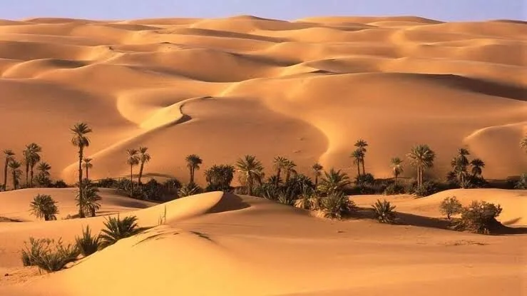 Golden sand dunes with a line of palm trees and low shrubs growing along their base.