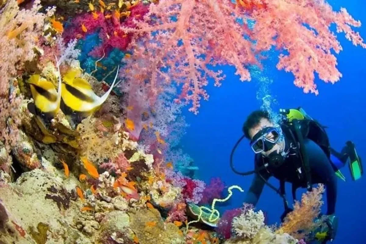 A scuba diver hovers beside a Red Sea reef wall covered in pink soft coral