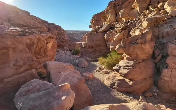 وادٍ ضيق من الحجر الرملي المحمر بجدران صخرية متراصة الطبقات وشجيرة صحراوية خضراء وحيدة تنمو بين الصخور