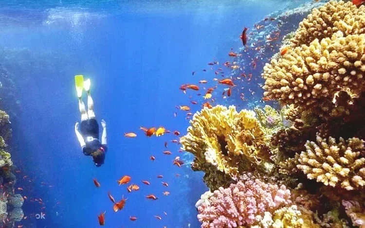 غطاس يسبح فوق شعاب مرجانية تعجّ بأسماك برتقالية صغيرة في مياه زرقاء صافية