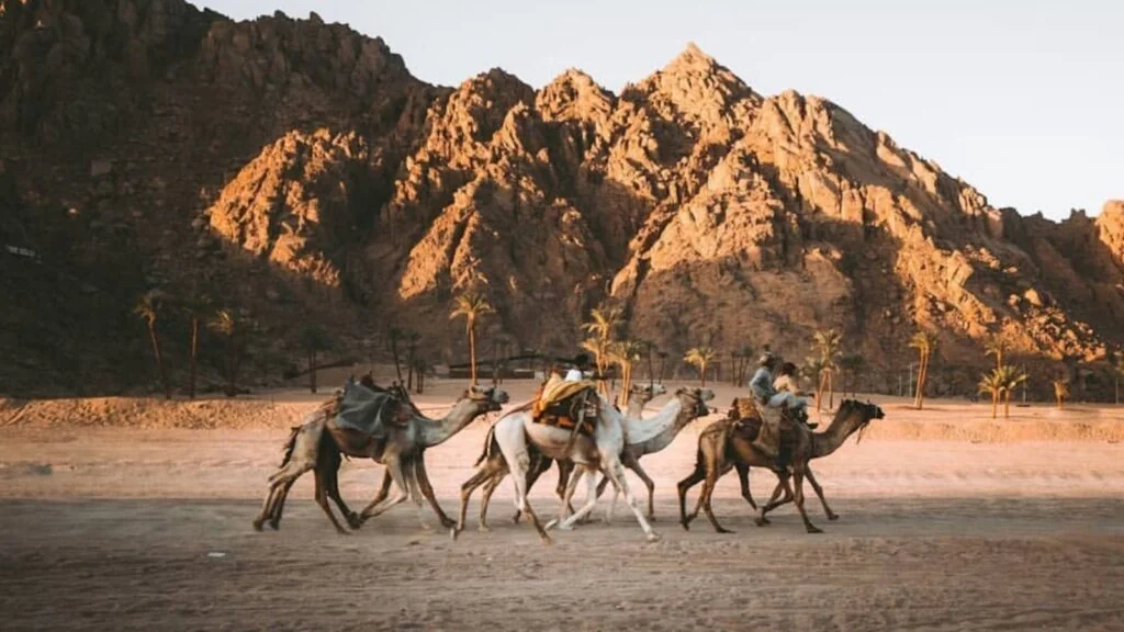 File de chameaux avec cavaliers traversant le sable ouvert devant des montagnes déchiquetées et des palmiers à l'heure dorée