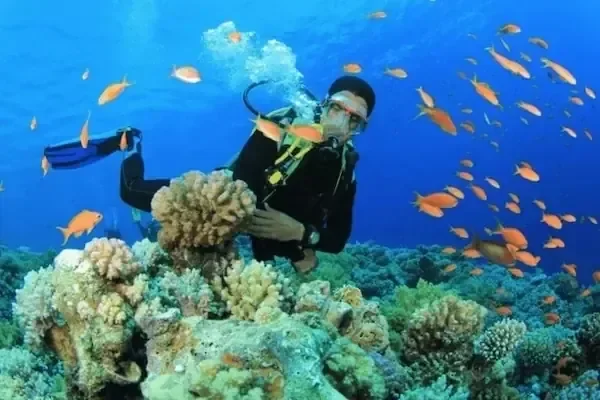 一位身穿黑色潜水服的潜水员悬停在被成群橙色鱼包围的珊瑚体旁