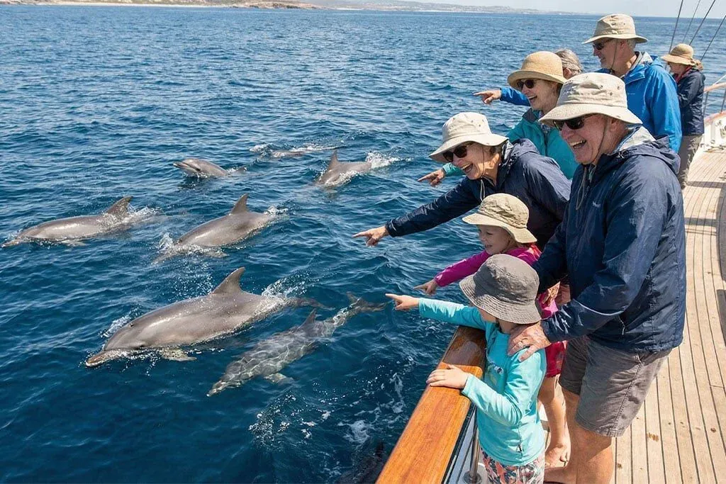 Group of tourists in sun hats and jackets aboard a sailing yacht, pointing at a pod of dolphins swimming alongside.
