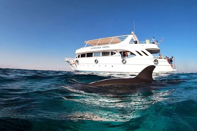 Dolphin fin breaking the surface in front of the Red Sea excursion boat El Princesa Manal with passengers on deck