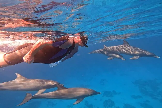 Snorkeler swimming underwater alongside a pod of wild dolphins in clear Red Sea water