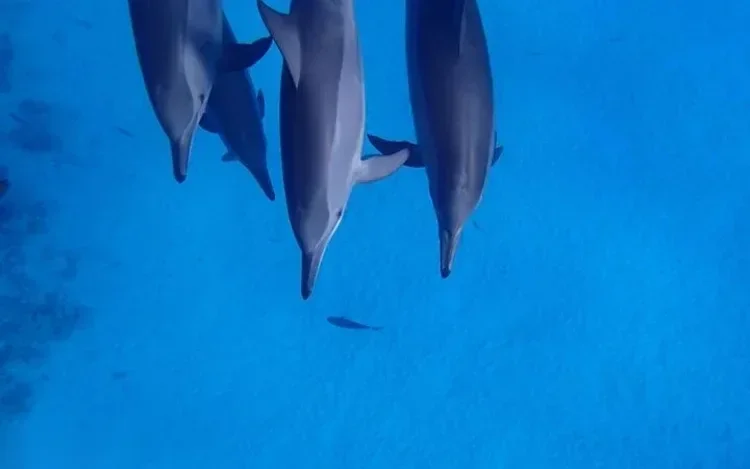 Excursion Snorkeling avec les Dauphins - photo 4