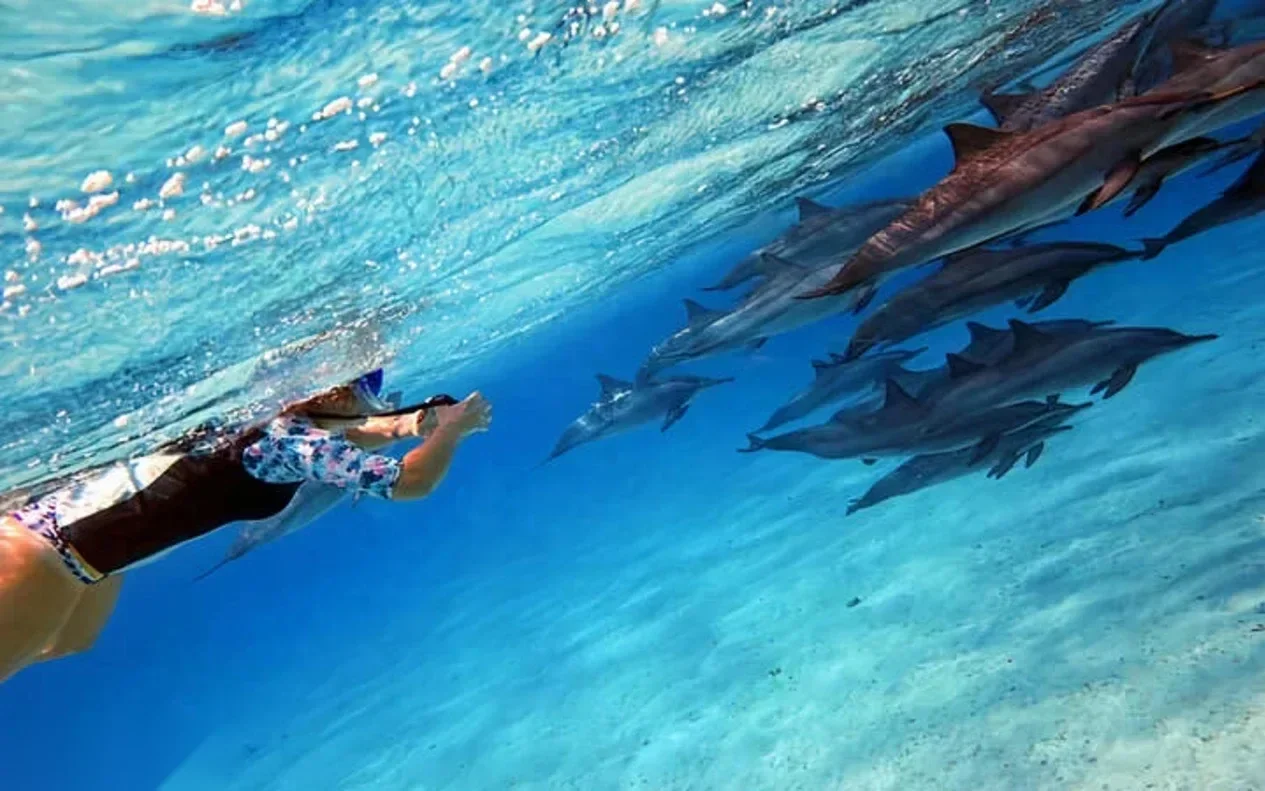 Excursion Snorkeling avec les Dauphins - photo 5