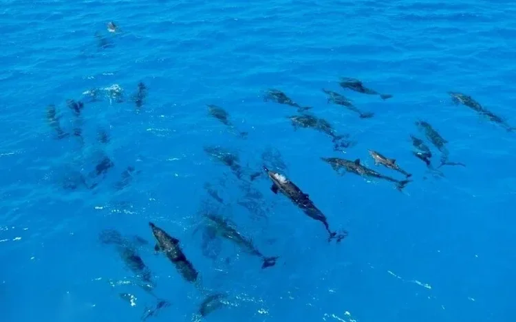 Aerial view of a large pod of dolphins swimming near the surface of clear blue sea.