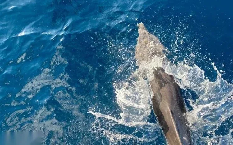 A dolphin breaching the water's surface with a splash of spray, seen from a boat.
