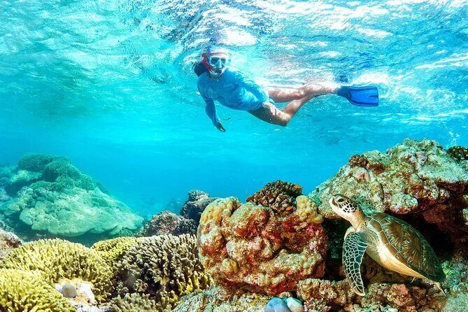 一位浮潜者在靠近一只在水下珊瑚体上休息的海龟处游泳