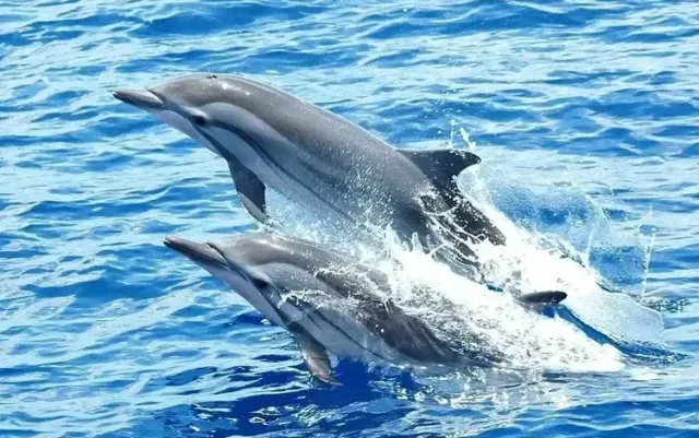 Családi Delfin Túra