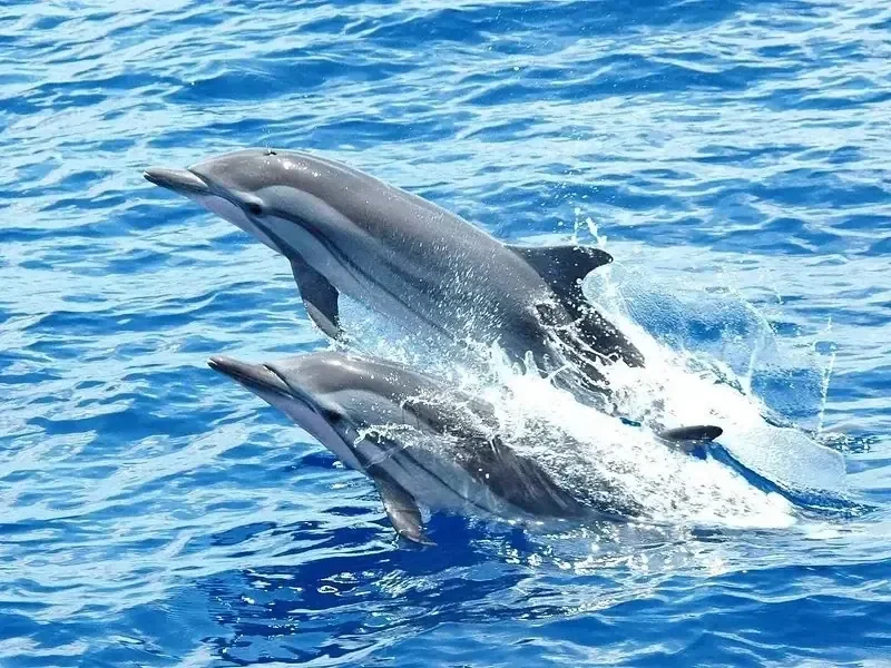 Két pörgő delfin ugrik egymás mellett a kék Vörös-tengerből