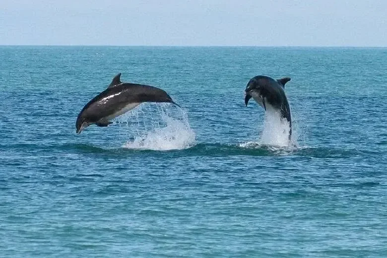 Két delfin ugrik magasra a türkizkék vízből, az egyik tátott szájjal