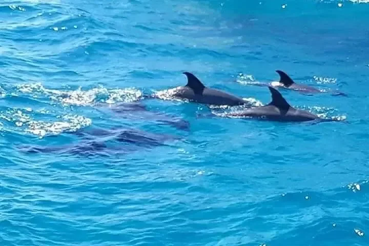 Három delfin úszik a felszín közelében, hátúszójuk a kék vizet szeli