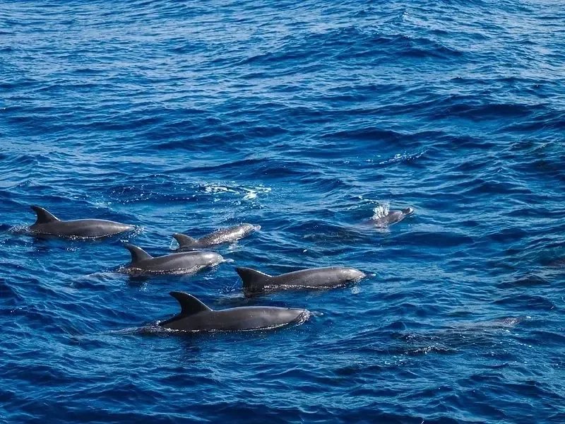 Öt delfinből álló csoport úszik együtt mélykék víz felszíne közelében