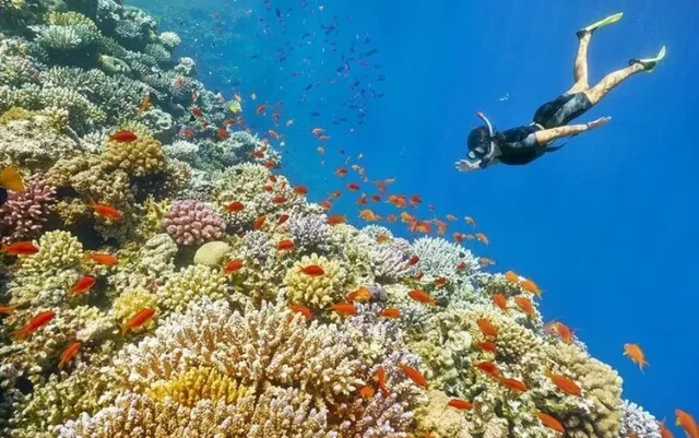 رحلة غطس في شعاب فنادير وأبو جلاوة