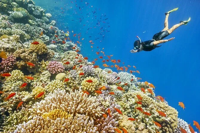 Snorkelező úszik egy narancs anthias halakkal zsúfolt színes korallzátony felett