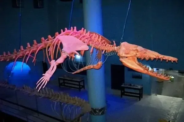 A large fossil skeleton of a prehistoric marine reptile is suspended from the ceiling in a dimly lit museum hall.