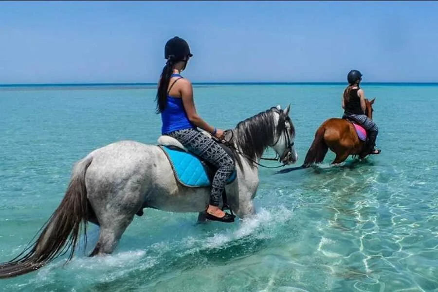 Two riders on a grey and a brown horse walking through calm turquoise shallows, seen from behind.