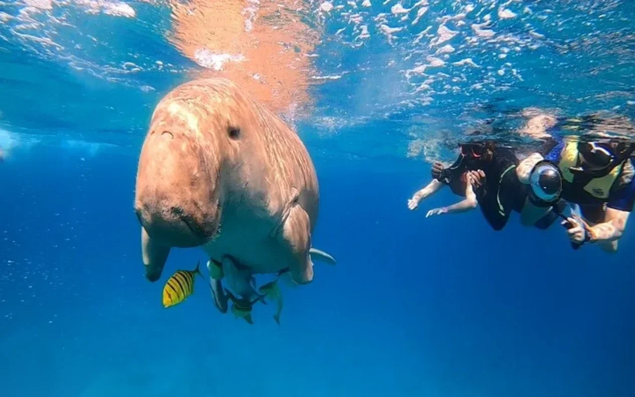 Dugong úszik a felszín közelében két snorkelező mellett, mellette egy kis csíkos hal