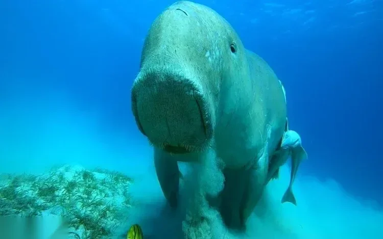 Dugong néz közelről a kamerába víz alatt, a homokos tengerfenéken tengerifű mellett legelve