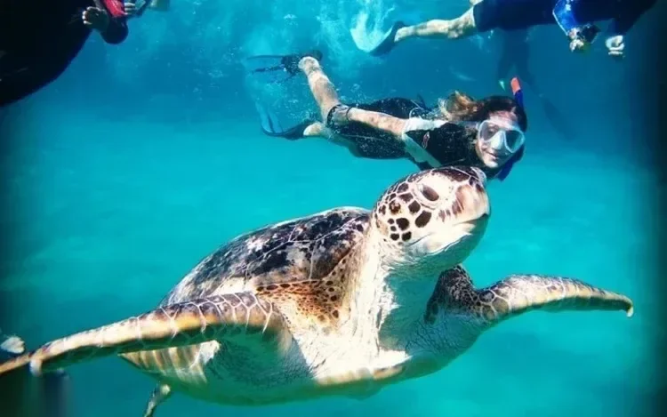 Snorkelező úszik közvetlenül egy tiszta türkizkék vízben siklő zöld tengeri teknős felett