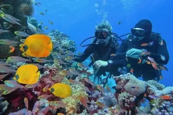 Búvár egy zátonyból kikandikáló muréna felé nyúl, miközben narancs anthias halak rajzanak a korall körül