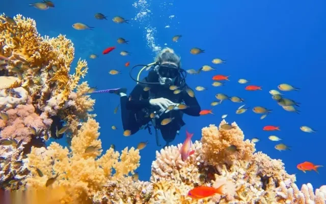 Paradise Island Snorkeling & Diving
