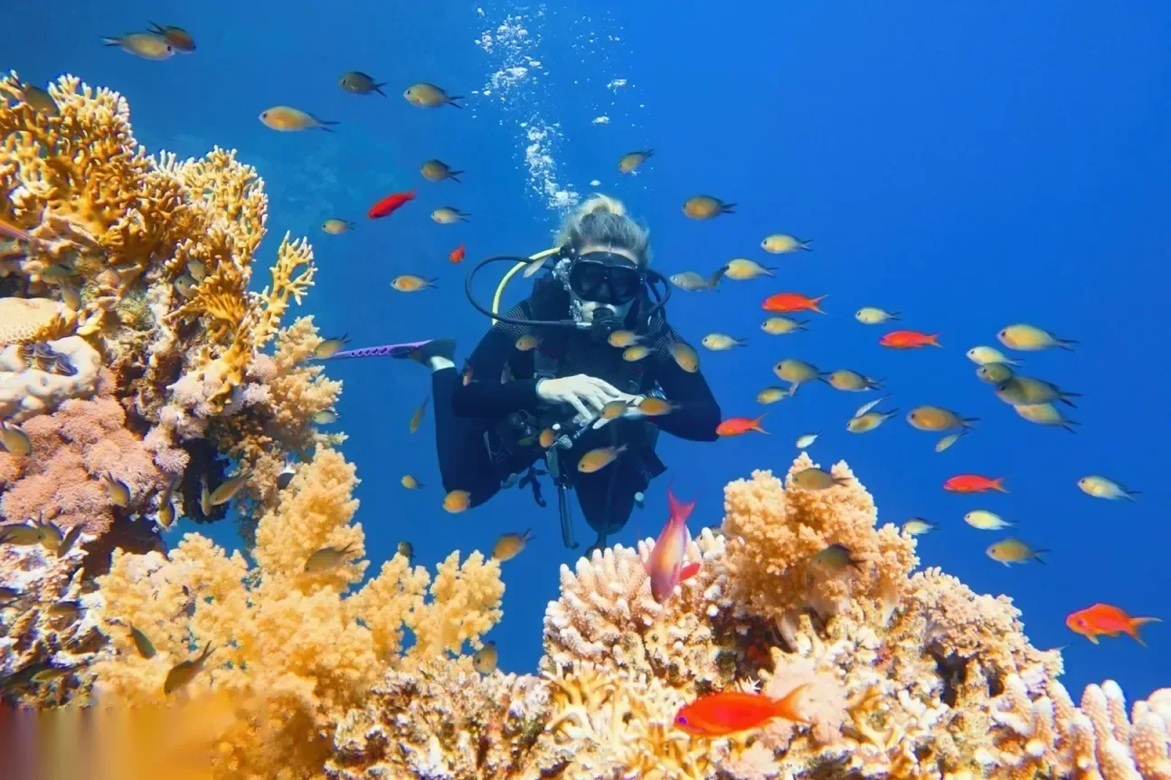 Duiker omringd door scholen oranje anthias-vissen naast gouden zachte koraalformaties