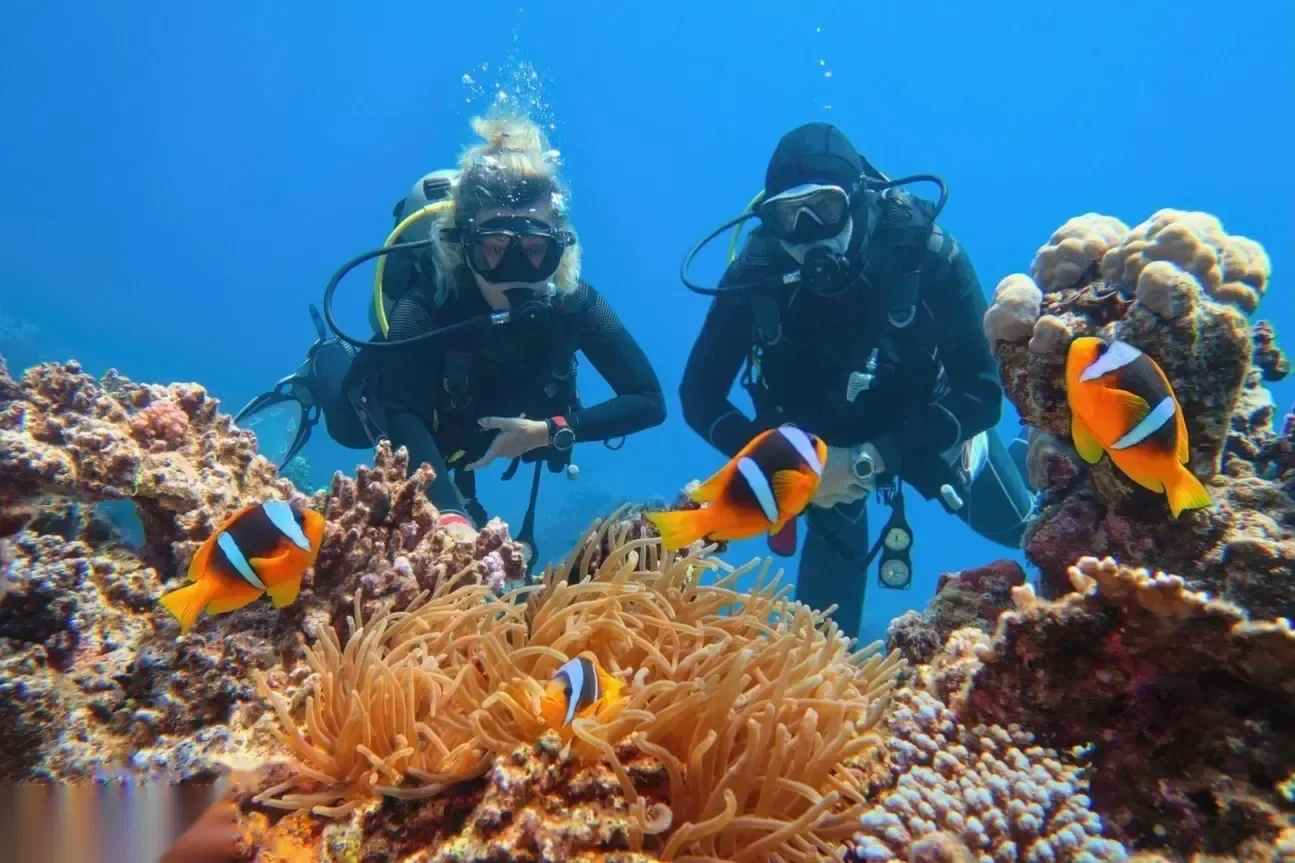 Twee duikers kijken naar oranje clownvissen die in een anemoon op het rif schuilen