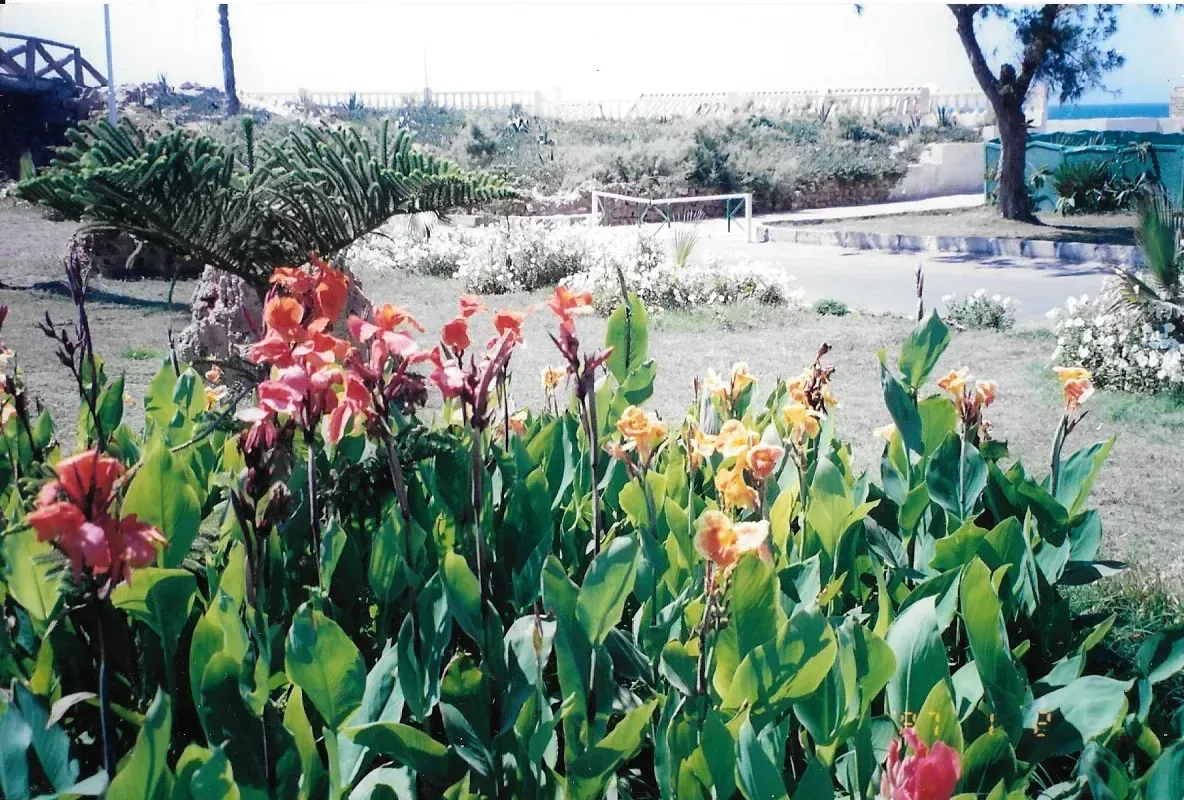 Colorful red and orange canna lily flowers bloom in a garden bed beside a grassy park area with a soccer goal in the