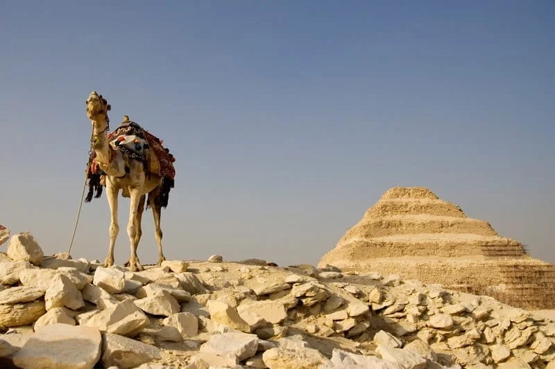 Versierde kameel op een rotsuitloper met de trappenpiramide van Sakkara erachter