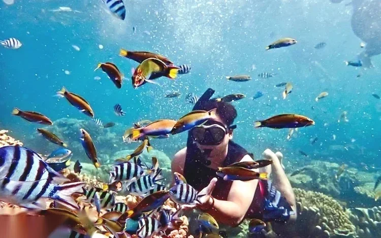 Snorkeler nageant sous l'eau entouré de sergents-majors rayés et d'autres poissons de récif colorés au-dessus du corail