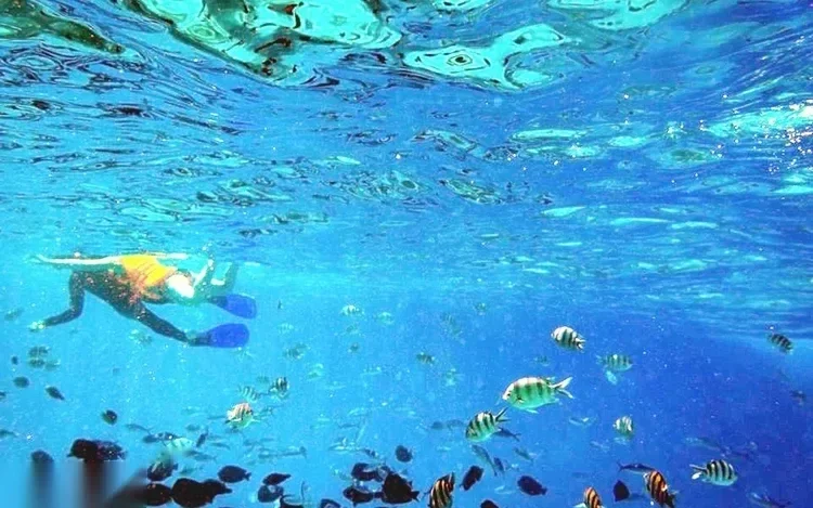 Snorkeler en équipement jaune nageant près de la surface au-dessus d'un banc de petits poissons, soleil ondulant dans l'eau