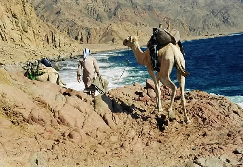 一位贝都因向导牵着一头驮着货物的骆驼，沿着海上岩石悬崖顶的小径行走，旁边另一头骆驼在休息