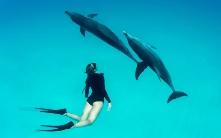 Deux dauphins bondissant ensemble hors de l'eau sur un ciel nuageux