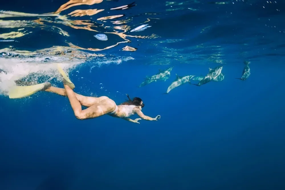 Vue sous-marine d'un snorkeler nageant à côté d'un groupe de dauphins, le soleil filtrant dans l'eau