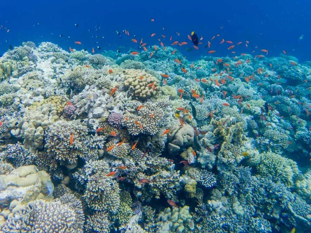 Gros plan sous-marin d'une pente de récif corallien couverte d'anthias orange et de coraux durs