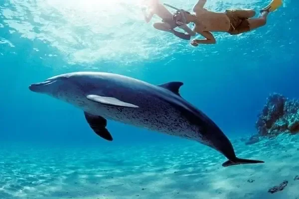 Unterwassernahaufnahme eines Delfins, der neben einem Schnorchler mit Flossen an der Oberfläche schwimmt