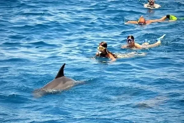 Delfinflosse durchbricht die Oberfläche nahe vier Schnorchlern mit Masken im offenen blauen Wasser
