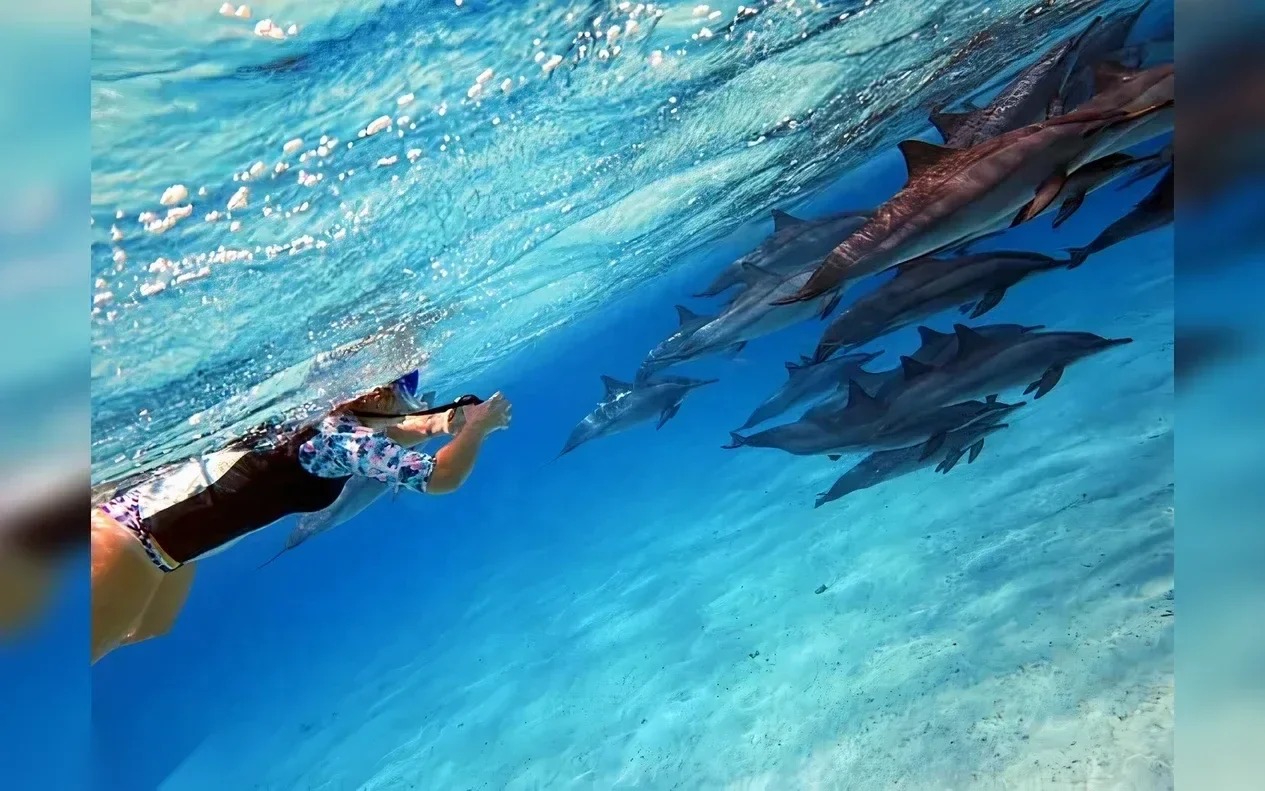 Underwater view of a snorkeler in a floral swim top reaching toward a pod of spinner dolphins swimming just ahead in clear