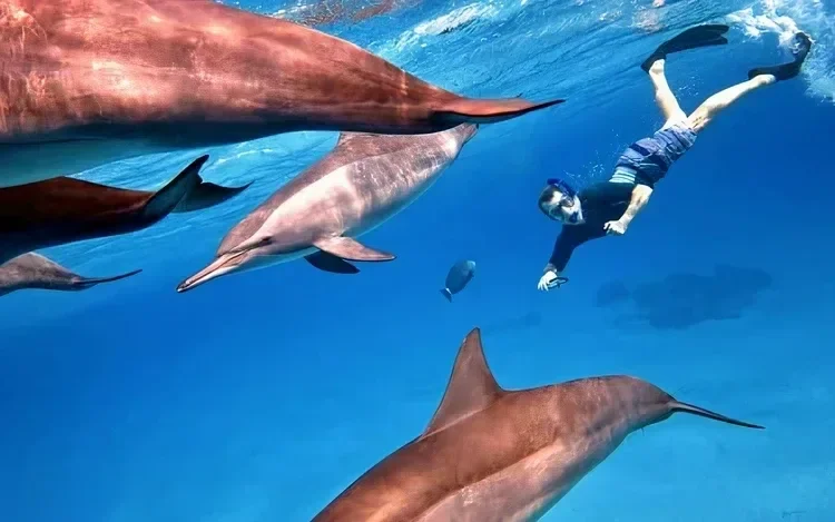 Underwater image of a snorkeler diving among a group of spinner dolphins swimming close together in bright blue water